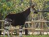 okapi05